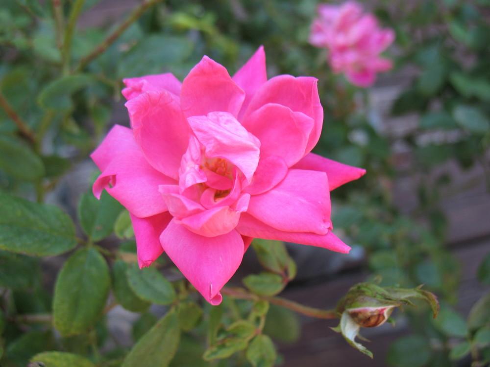 Photo of Rose (Rosa 'Pink Double Knock Out') uploaded by Lalambchop1