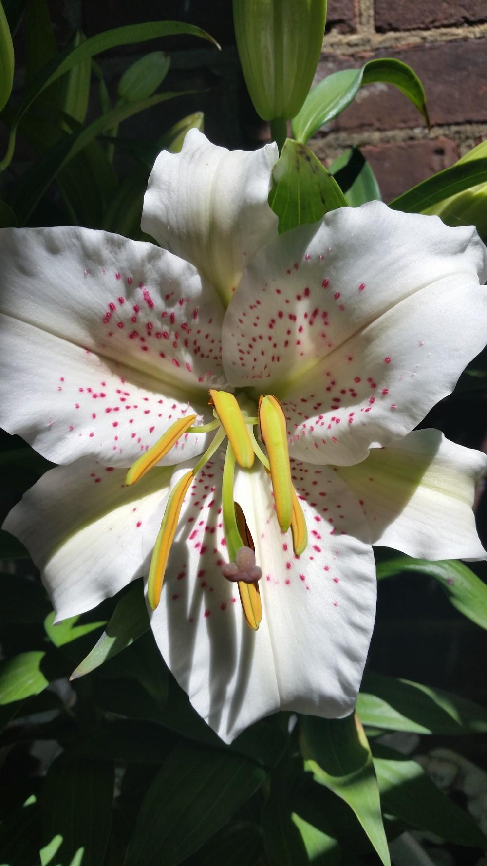 Photo of Oriental Lily (Lilium 'Muscadet') uploaded by QueenDreama