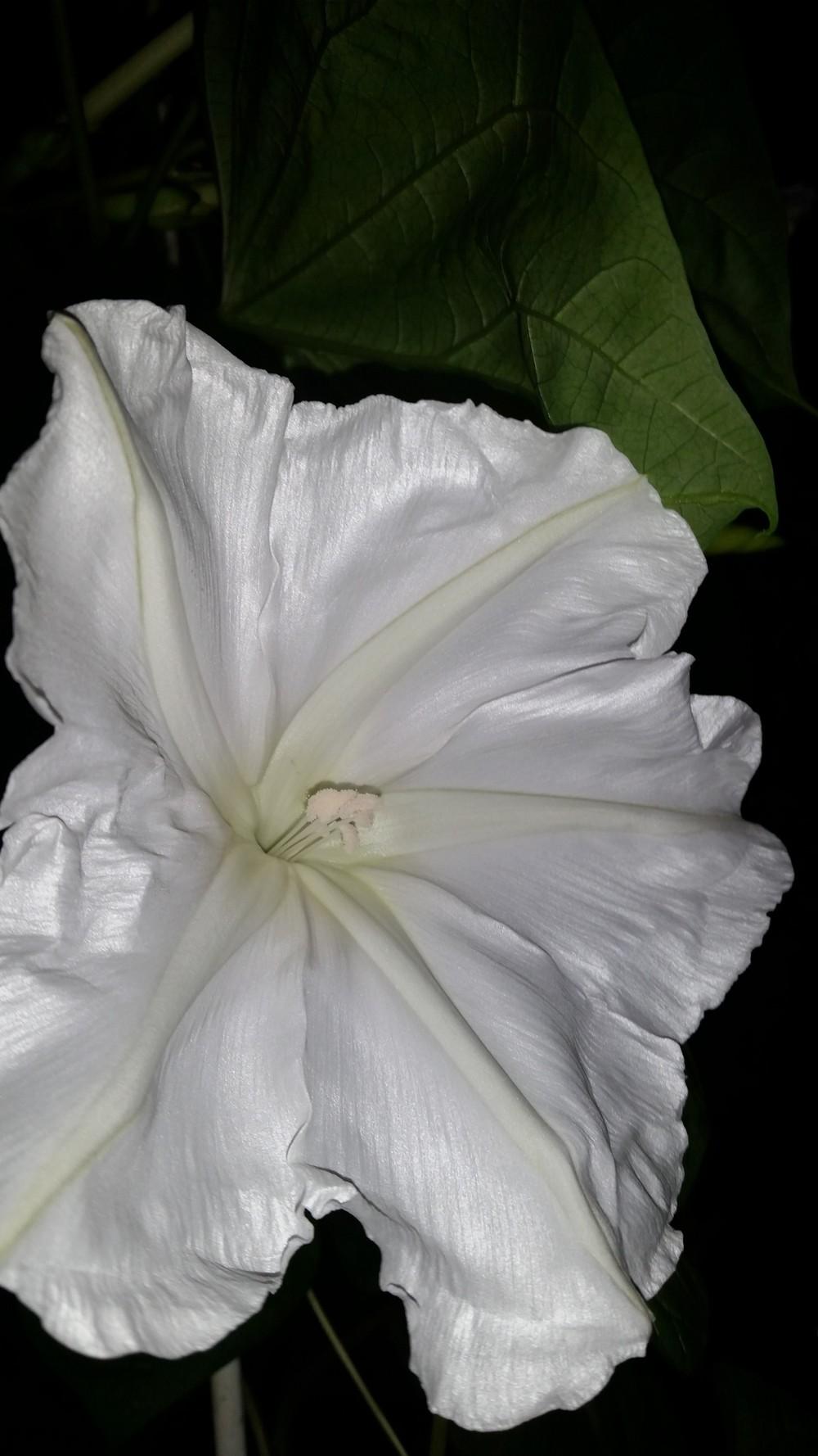 Photo of Moonflower (Ipomoea alba) uploaded by QueenDreama