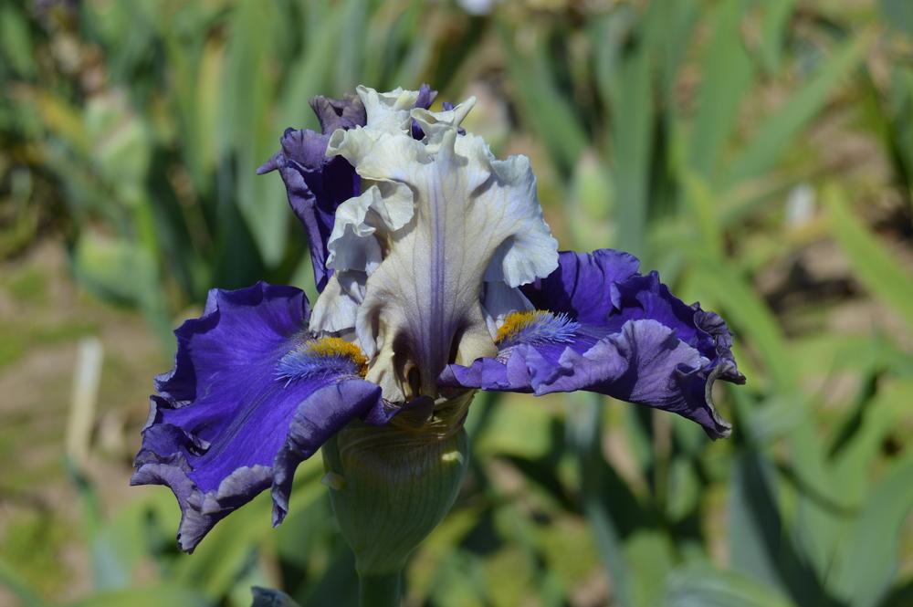 Photo of Tall Bearded Iris (Iris 'Espionage') uploaded by KentPfeiffer