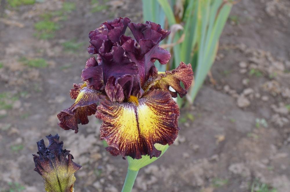 Photo of Tall Bearded Iris (Iris 'Fire Danger') uploaded by KentPfeiffer