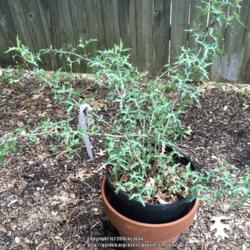 Location: Dallas, TX Zone 8a
Date: 2016-04-20
This Agarita is now safely planted in the ground