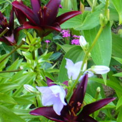 Location: Nora's Garden - Castlegar, B.C.
Date: 2012-07-27
 5:29 pm. A velvety rich colour, enhancing other plants.