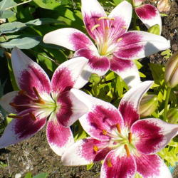 Location: Nora's Garden - Castlegar, B.C.
Date: 2013-07-20
 10:16 am. Painterly splashes of colour on white petals.