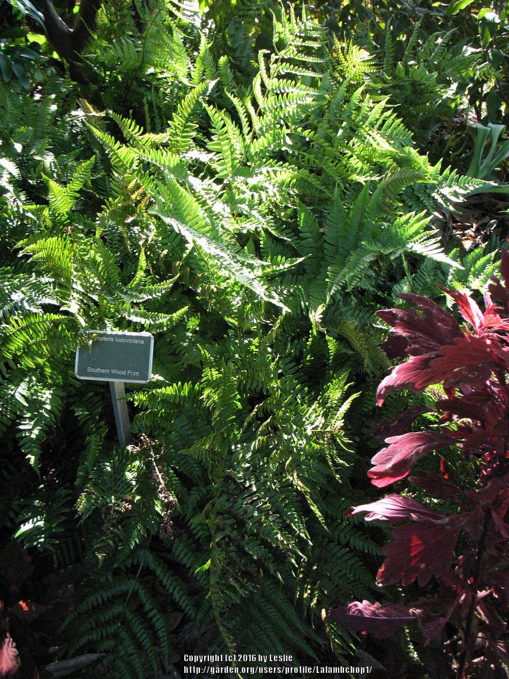 Photo of Southern Wood Fern (Dryopteris ludoviciana) uploaded by Lalambchop1