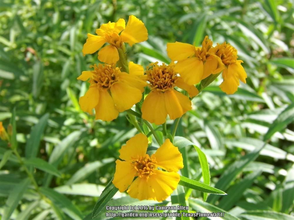 Photo of Mexican Mint Marigold (Tagetes lucida) uploaded by TexasPlumeria87