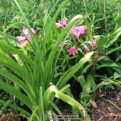 Location: Orangeburg, SC
Date: 2016-10-27
Crinum Lily blooming