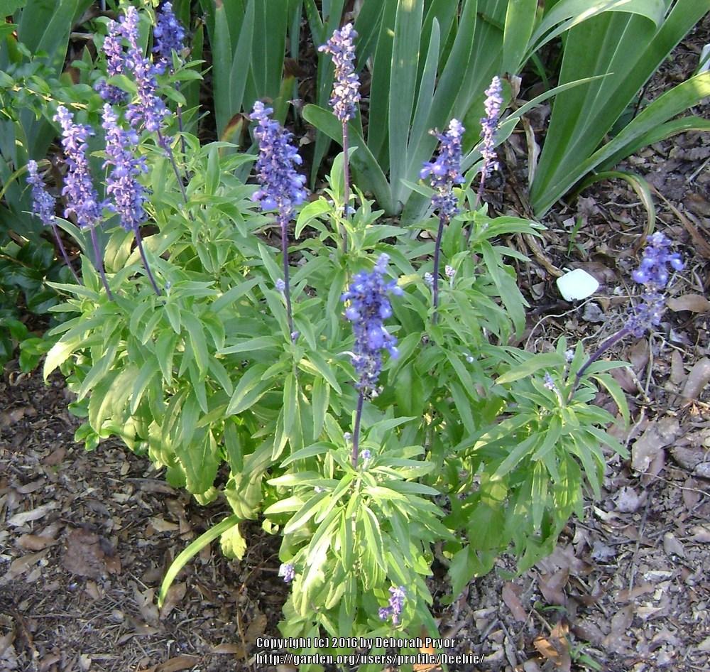 Photo of Mealycup Sage (Salvia farinacea 'Victoria Blue') uploaded by Deebie