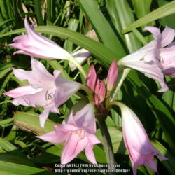 Location: Orangeburg, SC
Date: 2007-11-21
Pink crinum bloom