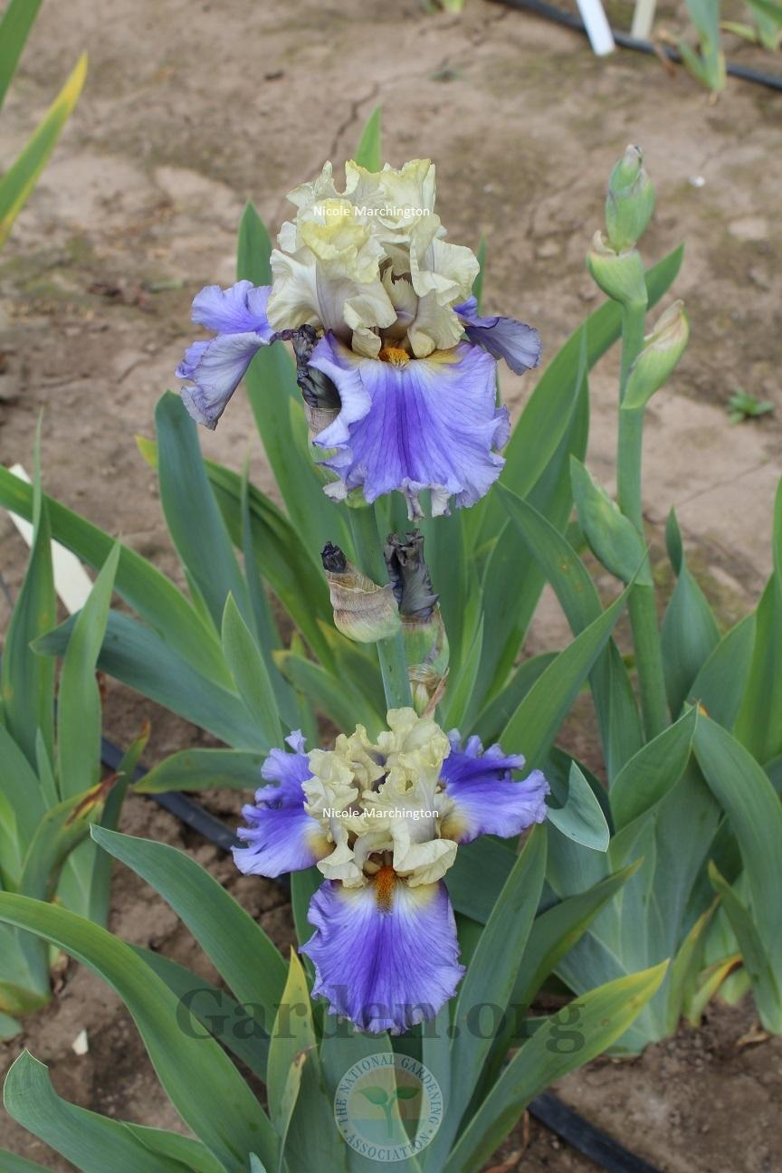 Photo of Tall Bearded Iris (Iris 'All Ashore') uploaded by HighdesertNiki