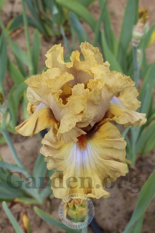 Photo of Tall Bearded Iris (Iris 'Auckland') uploaded by HighdesertNiki