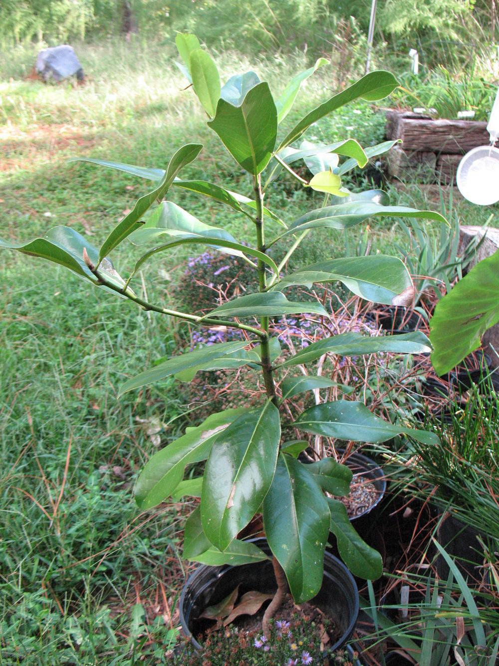 Photo of Southern Magnolia (Magnolia grandiflora) uploaded by Lalambchop1