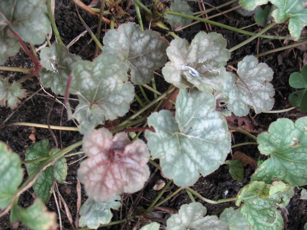 Photo of Coral Bells (Heuchera 'Stainless Steel') uploaded by Lalambchop1