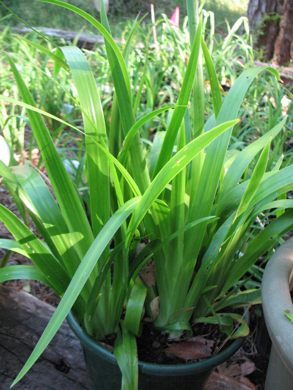 Photo of Walking Iris (Trimezia coerulea) uploaded by Lalambchop1