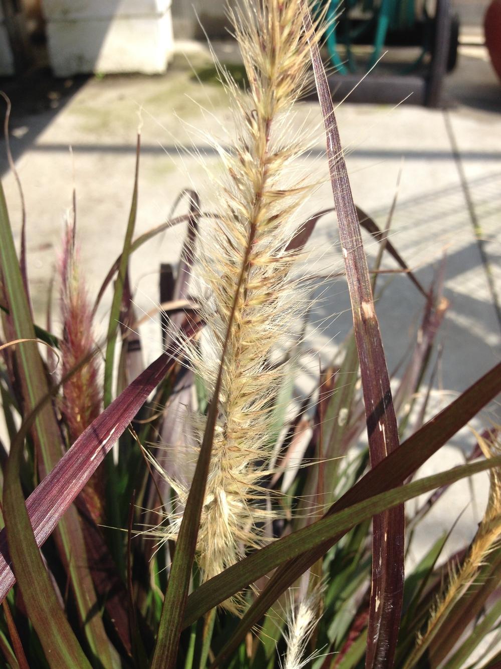 Photo of Purple Fountain Grass (Cenchrus setaceus 'Rubrum') uploaded by Lalambchop1