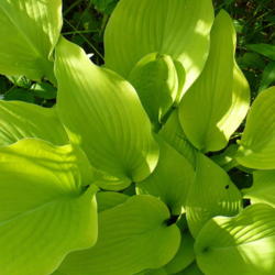Location: Riverview, Robson, B.C.
Date: 2009-06-08
 5:30 pm. Gorgeous lime green leaves.