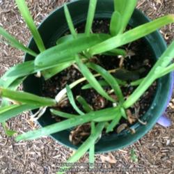 Location: Dallas, TX Zone 8a
Date: 2016-10-19
Divided the plant which was way too crowded. Soaked bulbs in liqu