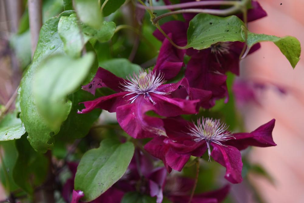 Photo of Clematis Rebecca™ uploaded by cliftoncat