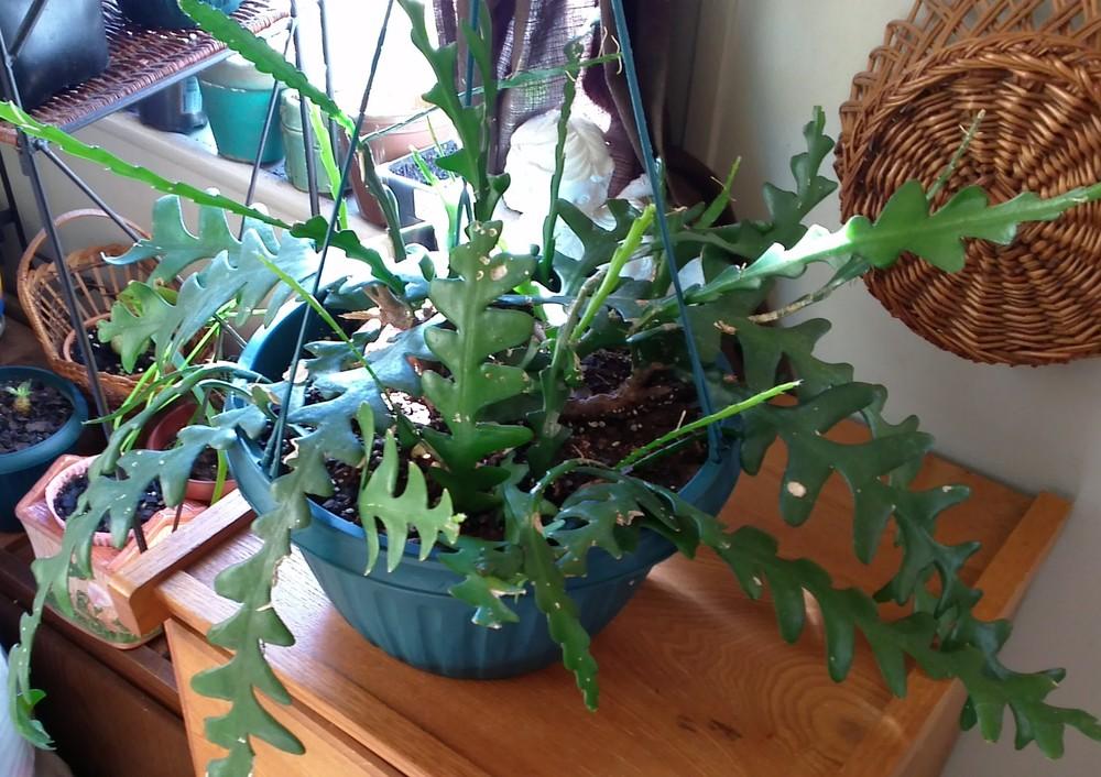 Photo of Ric-Rac Cactus (Disocactus anguliger) uploaded by gilroymom4