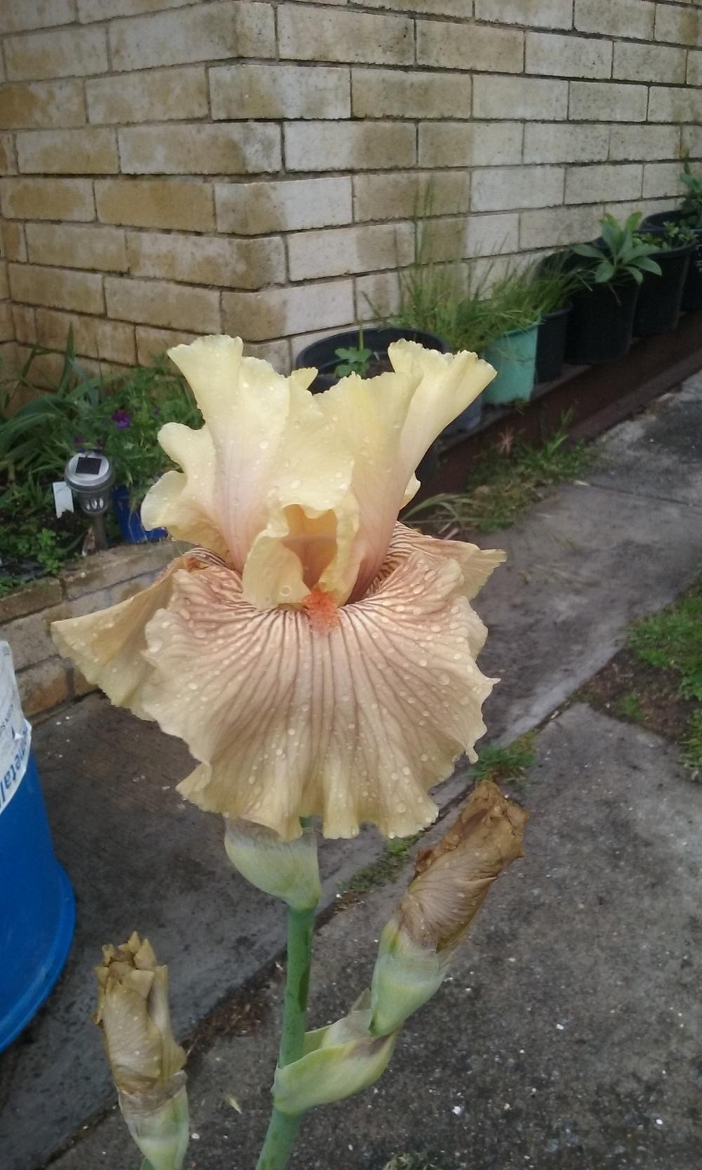 Photo of Tall Bearded Iris (Iris 'Just Crazy') uploaded by gwhizz