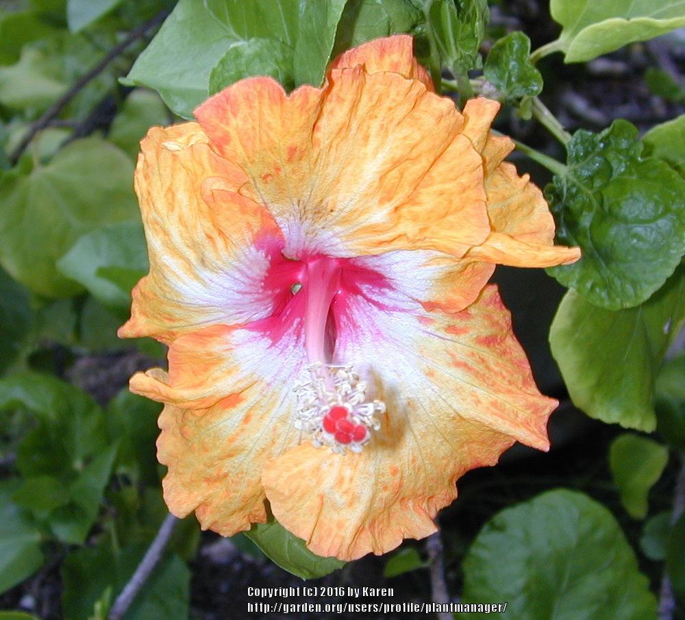 Photo of Hibiscus uploaded by plantmanager