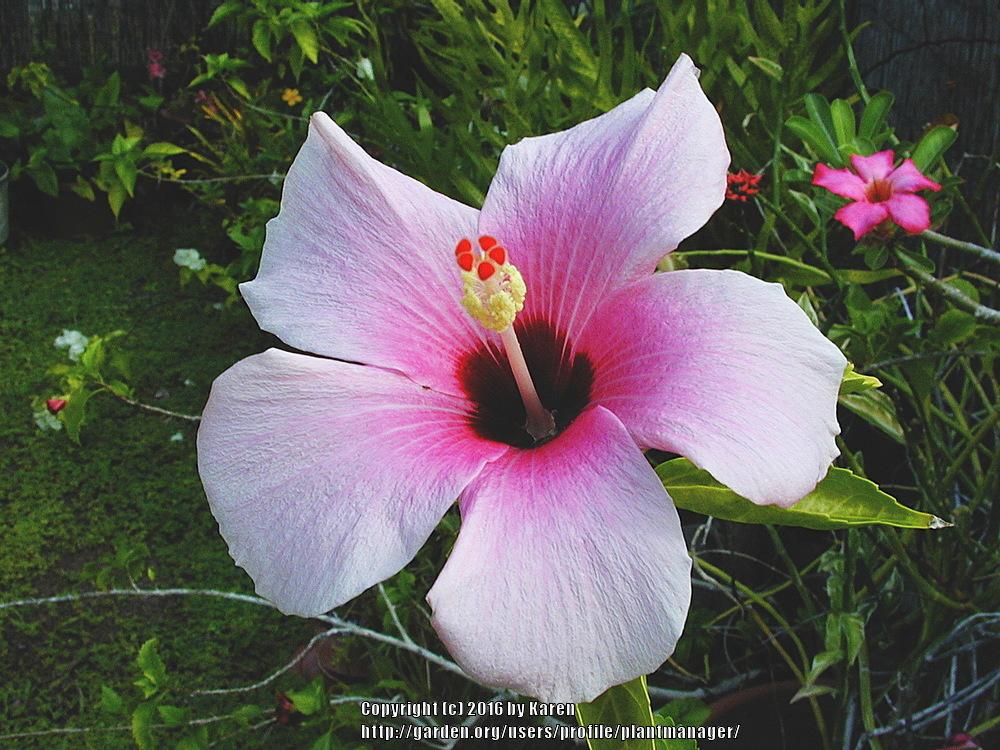 Photo of Hibiscus uploaded by plantmanager
