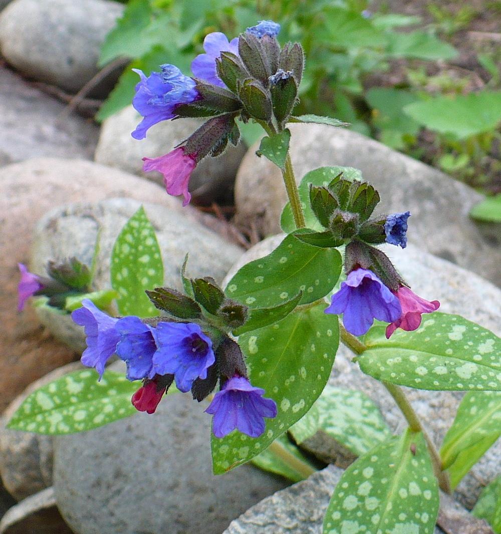Photo of Soldiers and Sailors (Pulmonaria officinalis) uploaded by HemNorth