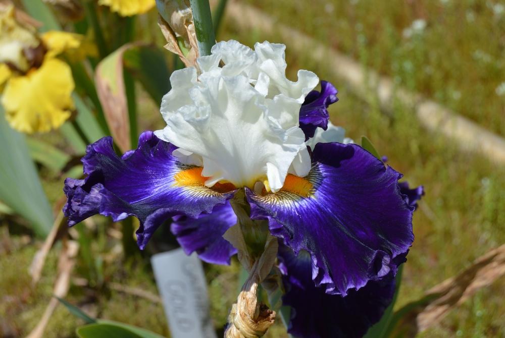 Photo of Tall Bearded Iris (Iris 'Future Ruler') uploaded by KentPfeiffer