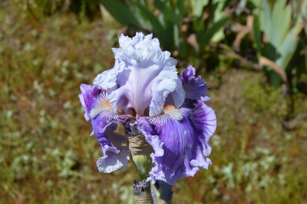 Photo of Tall Bearded Iris (Iris 'Frill of It All') uploaded by KentPfeiffer