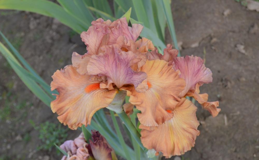 Photo of Tall Bearded Iris (Iris 'Flame Amber') uploaded by KentPfeiffer