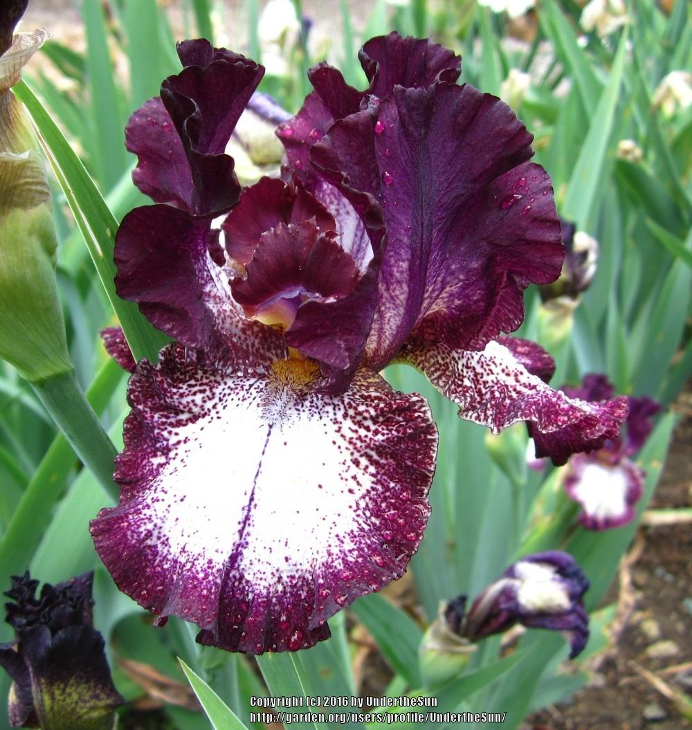 Photo of Tall Bearded Iris (Iris 'Out Walkin'') uploaded by UndertheSun