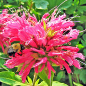 Strong Attraction For Bees #Pollination #Bumble Bees