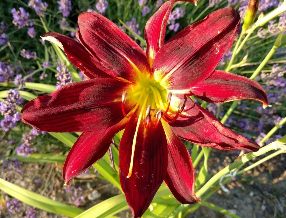 Photo of Daylily (Hemerocallis 'Chief Four Fingers') uploaded by DogsNDaylilies