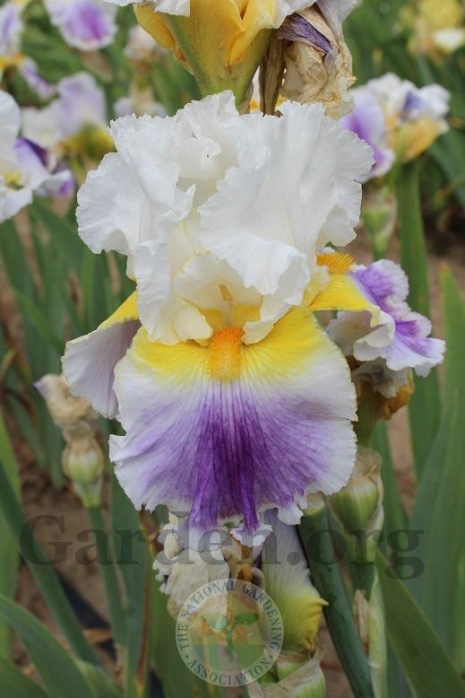 Photo of Tall Bearded Iris (Iris 'Beacon of Light') uploaded by HighdesertNiki