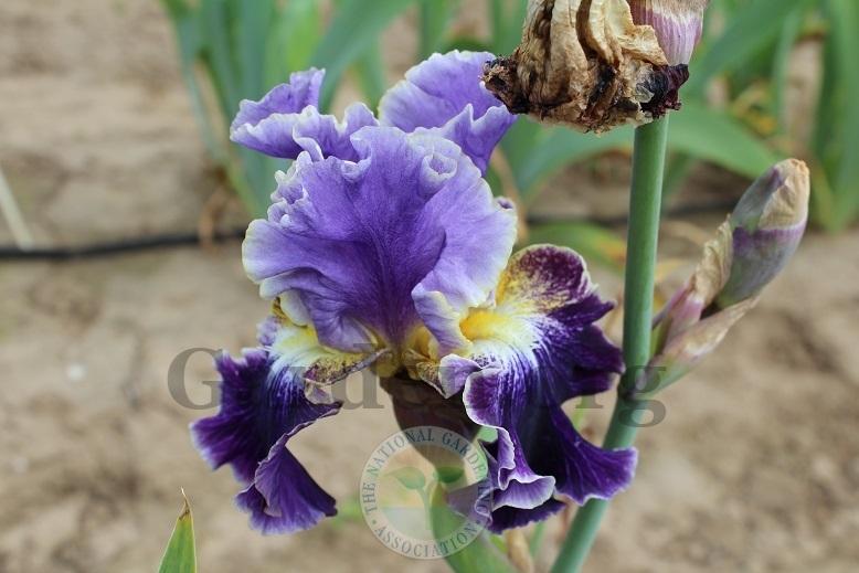 Photo of Tall Bearded Iris (Iris 'Belle Fille') uploaded by HighdesertNiki