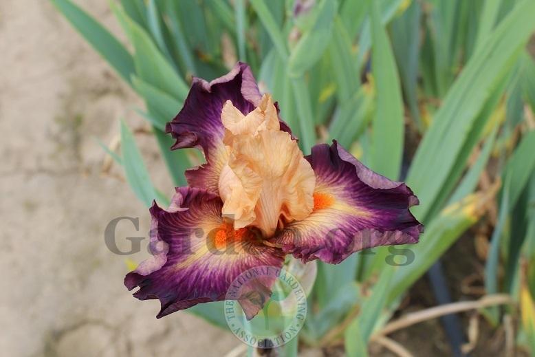 Photo of Tall Bearded Iris (Iris 'Brazilian Art') uploaded by HighdesertNiki