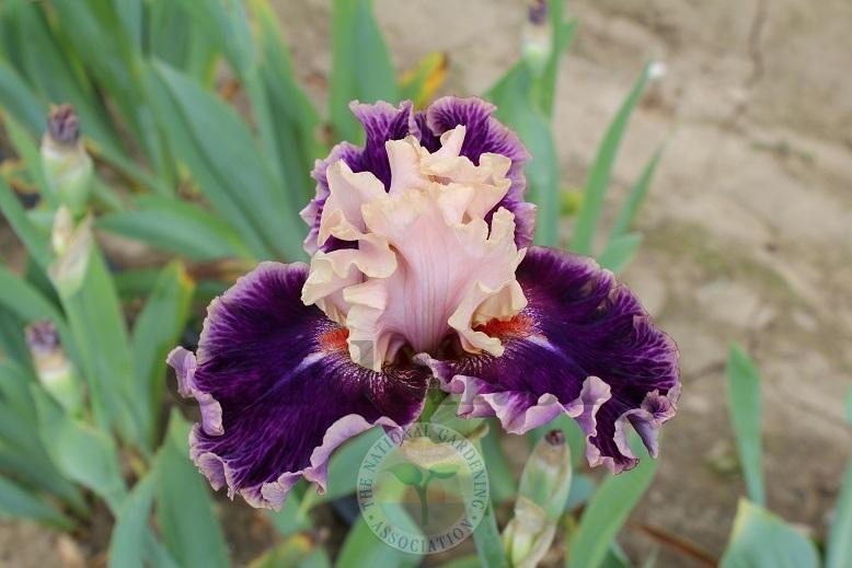 Photo of Tall Bearded Iris (Iris 'Born This Way') uploaded by HighdesertNiki