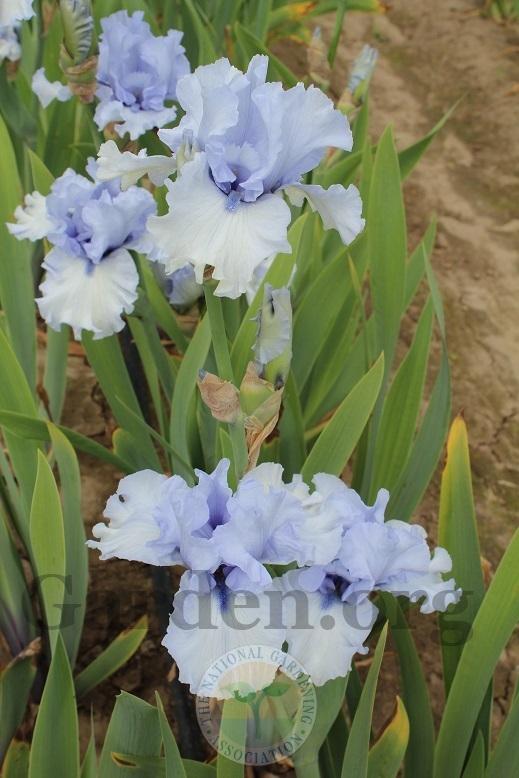 Photo of Tall Bearded Iris (Iris 'Blue Trill') uploaded by HighdesertNiki