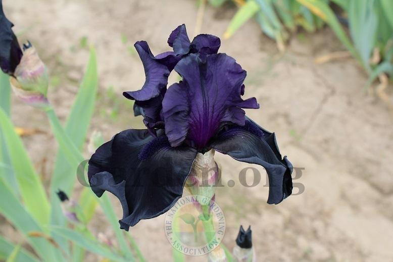 Photo of Tall Bearded Iris (Iris 'Black Is Black') uploaded by HighdesertNiki