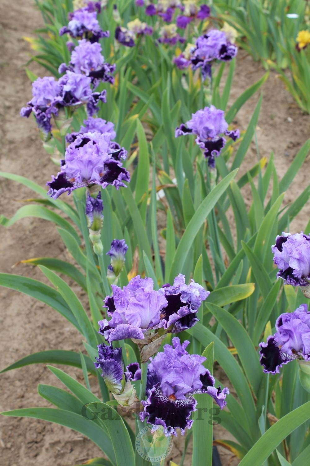 Photo of Tall Bearded Iris (Iris 'By Jeeves') uploaded by HighdesertNiki
