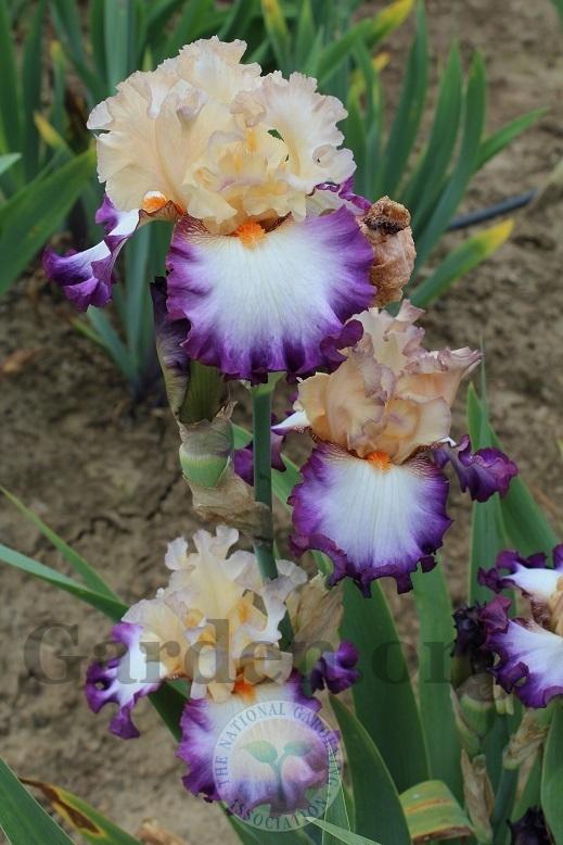 Photo of Tall Bearded Iris (Iris 'Brouhaha') uploaded by HighdesertNiki