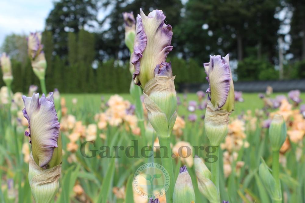 Photo of Tall Bearded Iris (Iris 'Beauty Contest') uploaded by HighdesertNiki