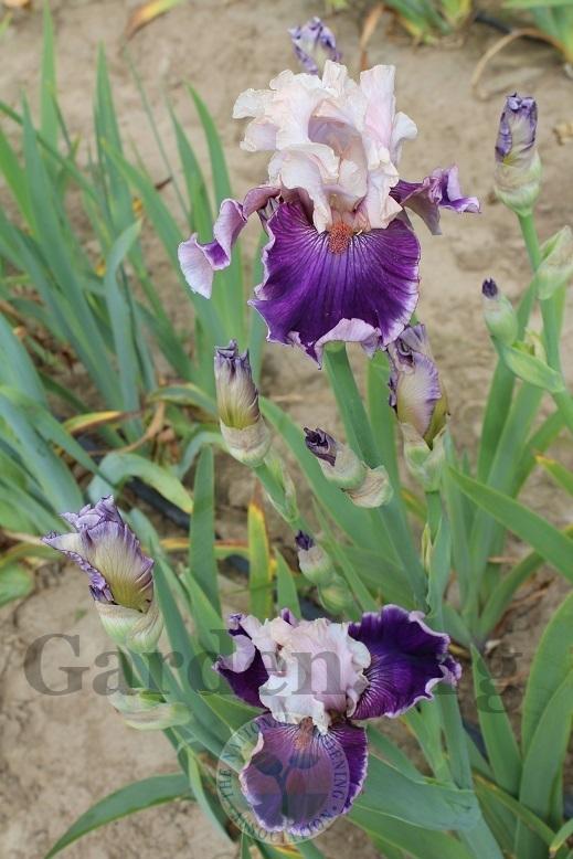 Photo of Tall Bearded Iris (Iris 'Beauty Contest') uploaded by HighdesertNiki