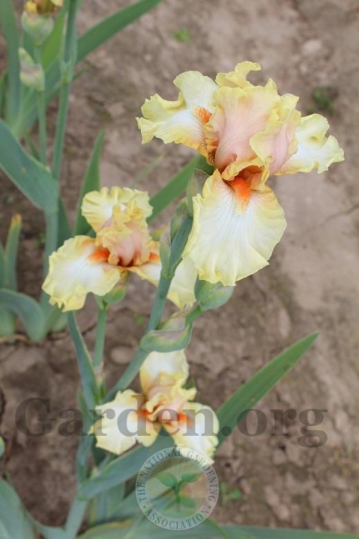 Photo of Tall Bearded Iris (Iris 'Blushing') uploaded by HighdesertNiki