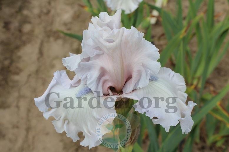 Photo of Tall Bearded Iris (Iris 'Beauty Within') uploaded by HighdesertNiki