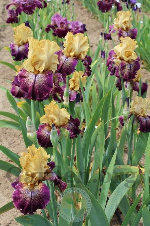Photo of Tall Bearded Iris (Iris 'Raining Cats and Dogs') uploaded by HighdesertNiki