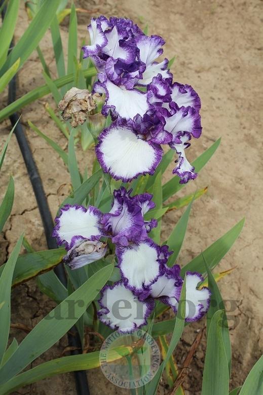 Photo of Tall Bearded Iris (Iris 'Barbara May') uploaded by HighdesertNiki