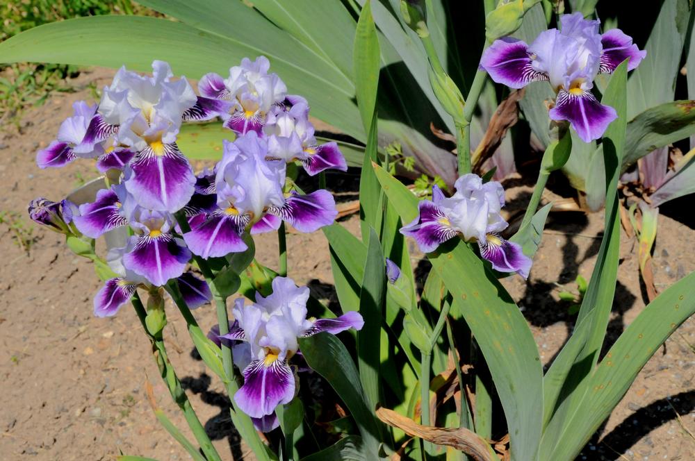 Photo of Miniature Tall Bearded Iris (Iris 'Dividing Line') uploaded by Islandview