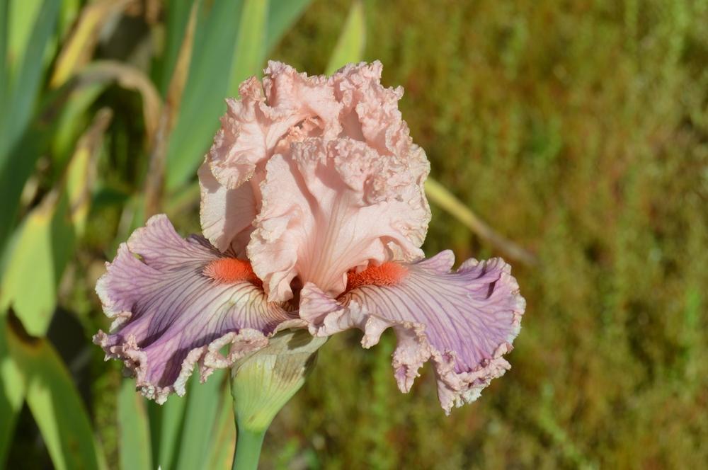 Photo of Tall Bearded Iris (Iris 'Georgette Silk') uploaded by KentPfeiffer