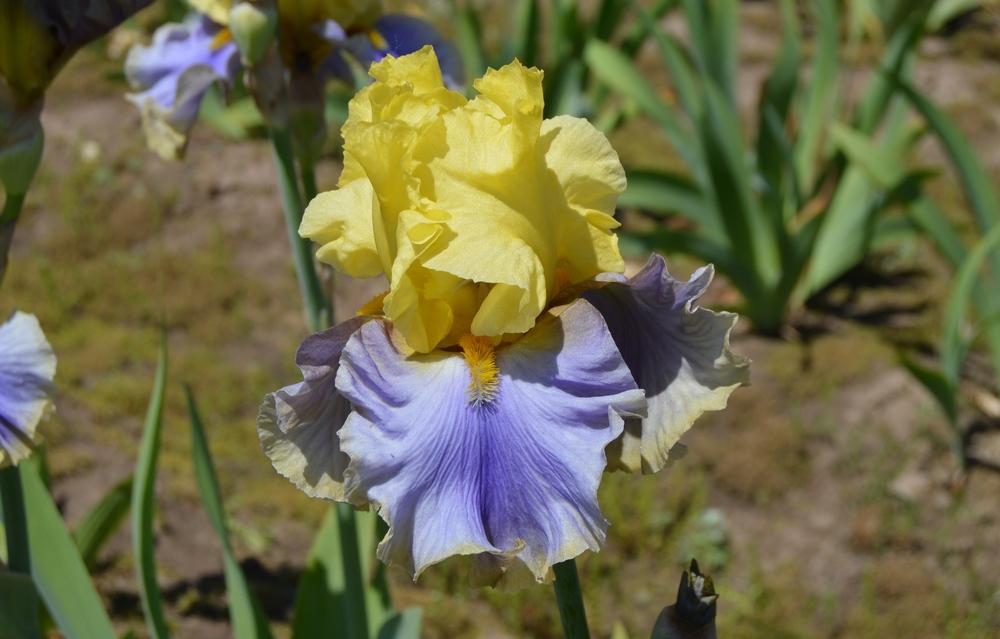 Photo of Tall Bearded Iris (Iris 'Gambling Man') uploaded by KentPfeiffer